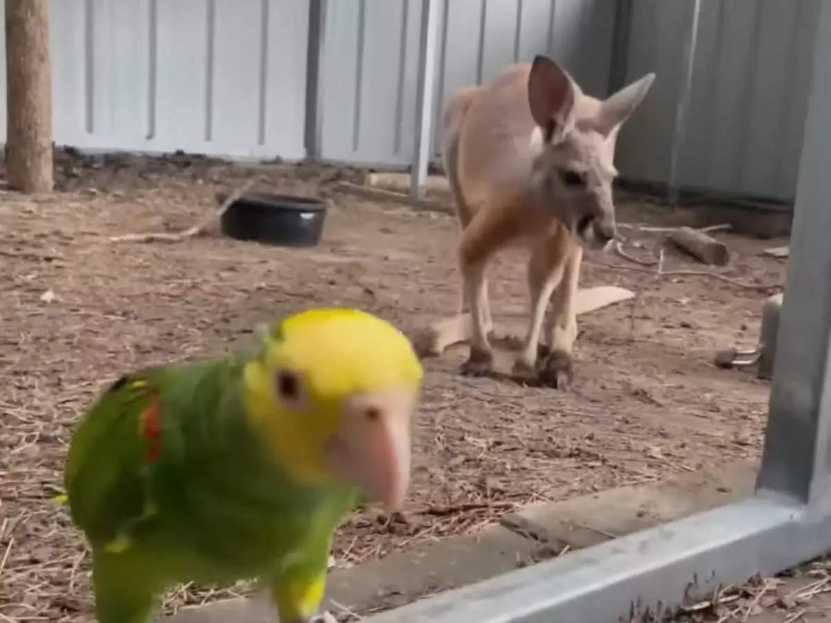 The owners of Baxter, the kangaroo, run a non-profit named Bird Recovery International | Picture courtesy: Youtube/WBRZ 2