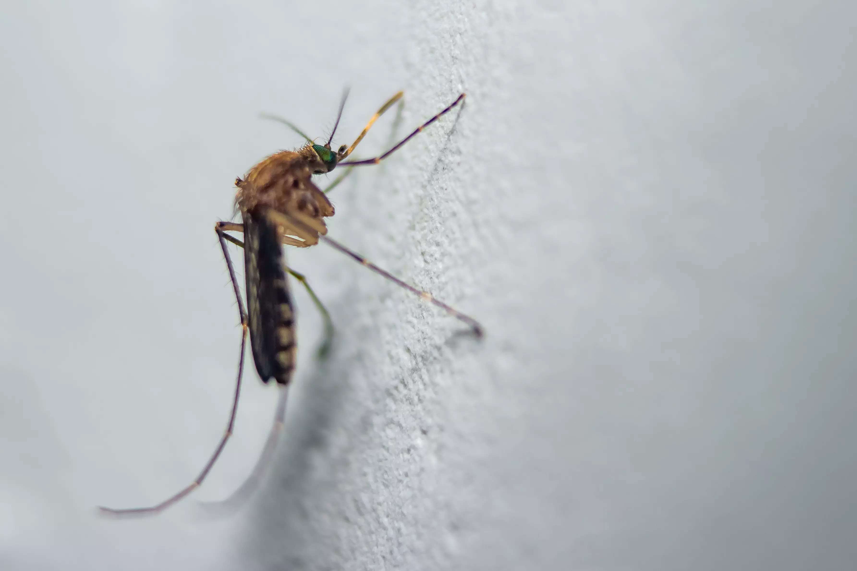 Experts at UConn Health believe that dengue and Zika can affect hosts in a way that attracts more mosquitoes in.