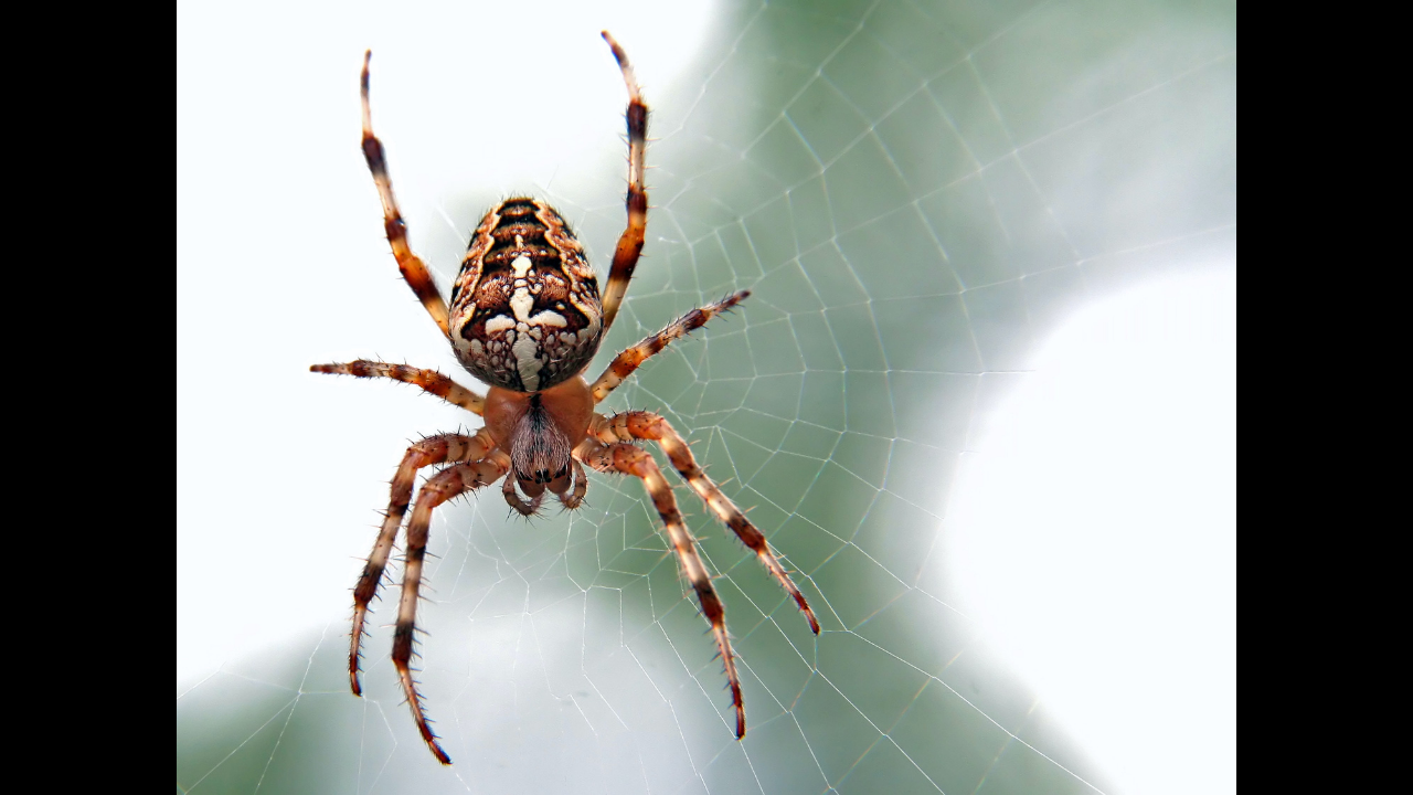 Woman calls cops to get rid of a 'massive' spider in her house