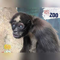 Worlds oldest spider monkey may be a 60-year-old senior named Elvis