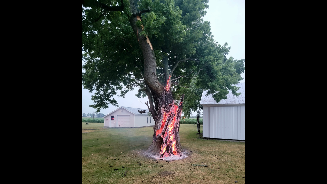Dramatic Photos Show Tree Burning From Inside After Lightning Strike 