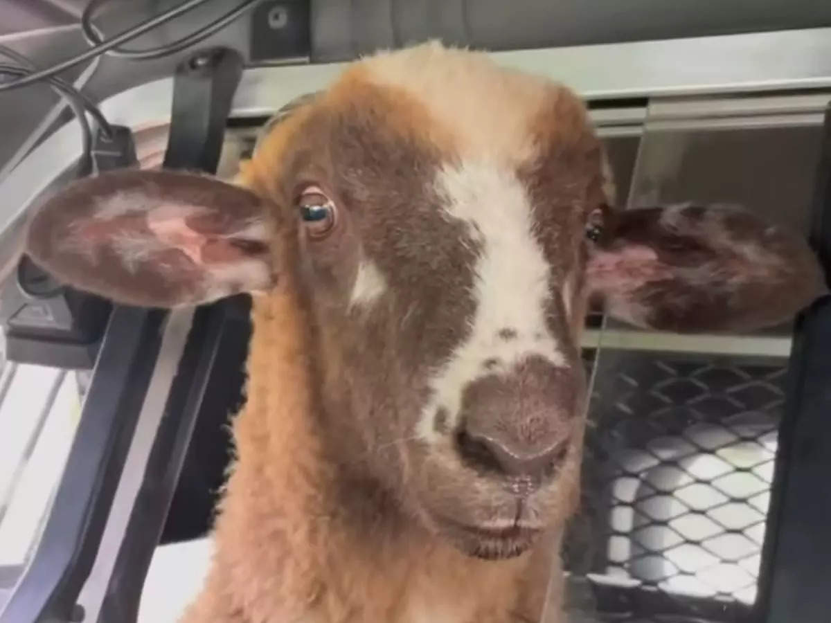 Viral video Loose sheep gets a ride home in a police car