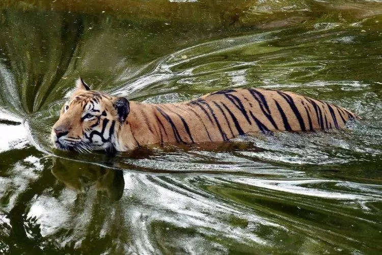 Hyderabad: Amid continuous heavy rains, Safari Park at the Nehru Zoo flooded
