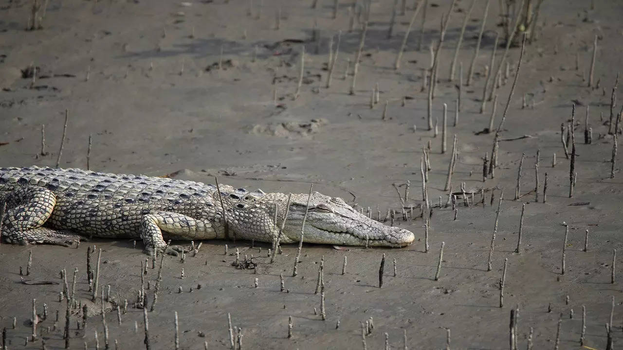 Crocodiles in your drain Vadodara residents battle dangerous aftermath of torrential rains