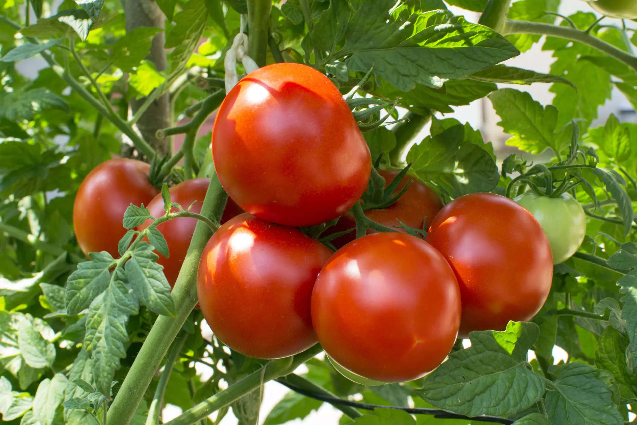 Lycopene gives tomatoes its colours; watermelons, however, contain far more of it.