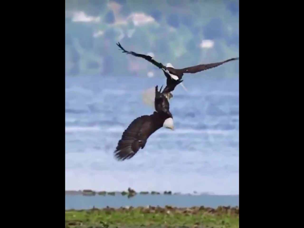 Viral video: Two bald eagles lock claws mid-air in spectacular courtship  display | Videos News, Times Now