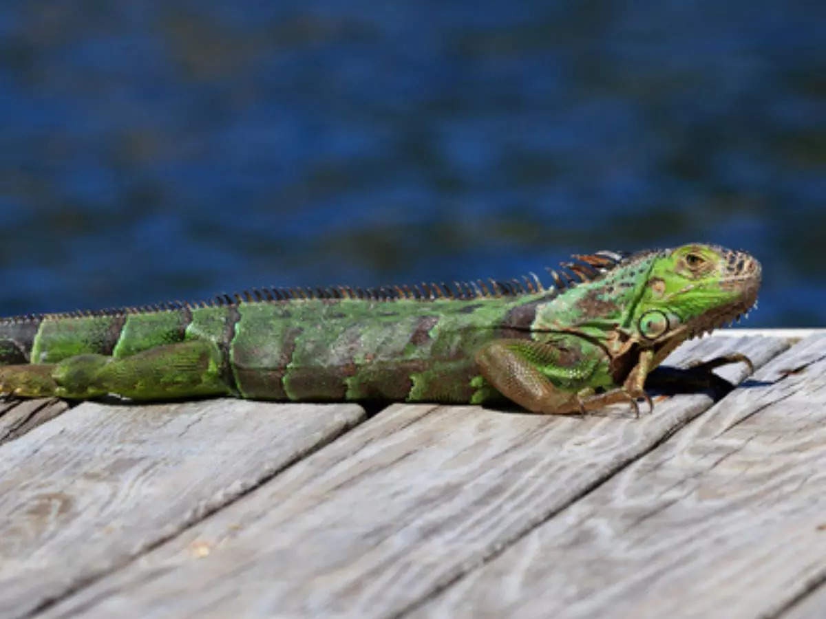 Florida man unsure if hell ever sit down again after finding iguana in toilet a third time
