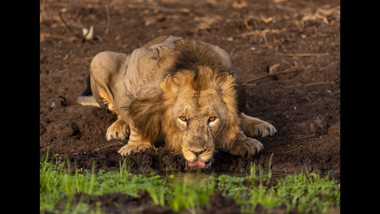 Lion drinking water at Gir National Park