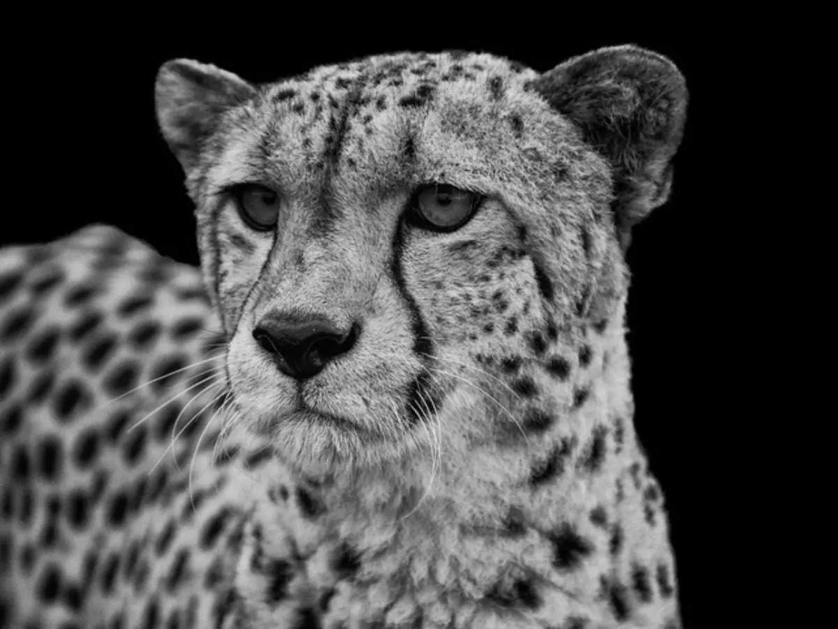 Extinct in India for 70 years, Cheetahs to be reintroduced for the primary time since 1952 in MP’s flora and fauna sanctuary