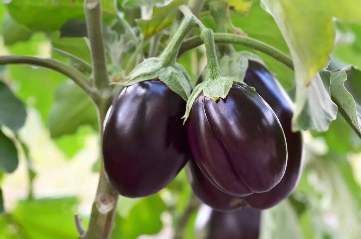 Eggplant Benefits of adding this vegetable to your dietary charts