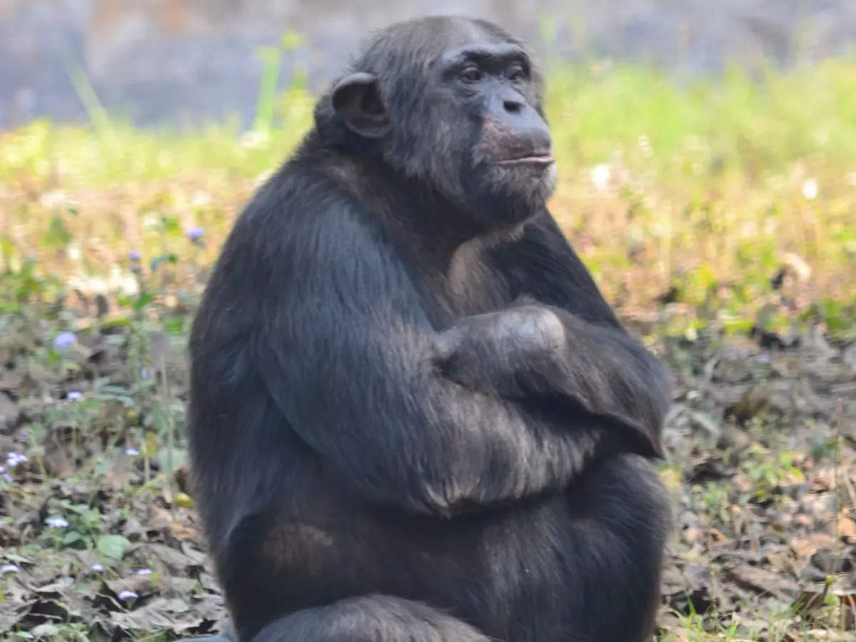 Jason, the 35-year-old chimpanzee at Lucknow Zoo departs