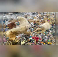 Polar bears are scavenging garbage has more to it than climate change