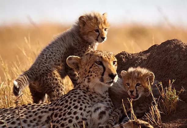 Indėnai iš Afrikos šis imigracijos planas bus naudingas gepardams