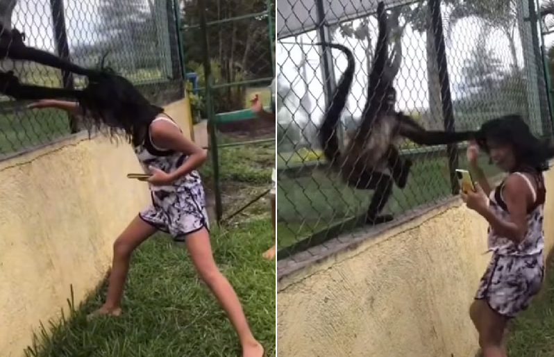 바이러스 성 비디오 거미 원숭이가 반복적으로 상자를 때린 후 소녀의 머리카락을 움켜 잡습니다.