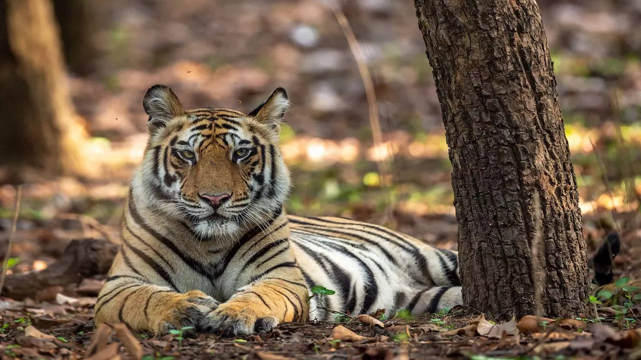 Tiger State' Madhya Pradesh records highest, 27, feline deaths in 2022 in  India
