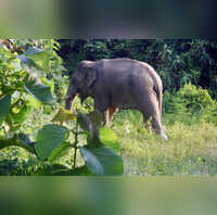 Here's how the combination of muscle and skin plays an important role