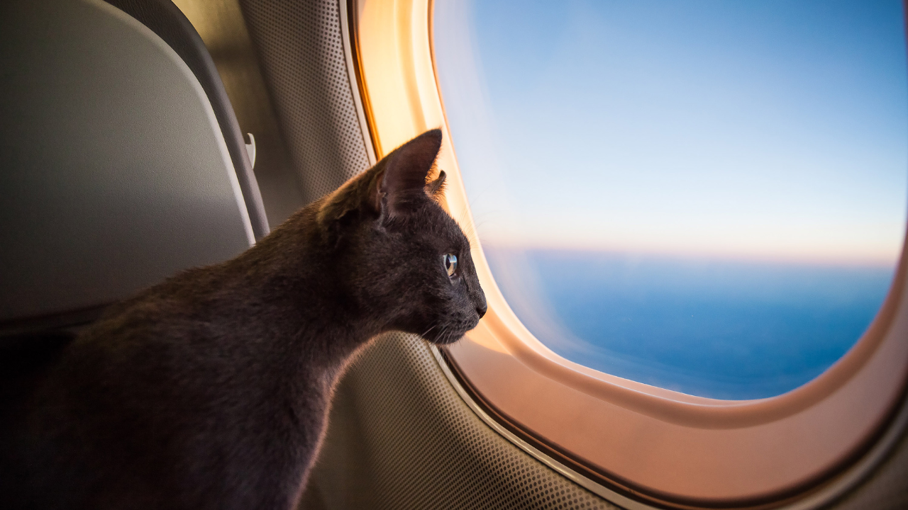 Air Canada envía gatos a los pasajeros de Toronto a San Francisco sin él, luego le dice que vaya a buscarlos