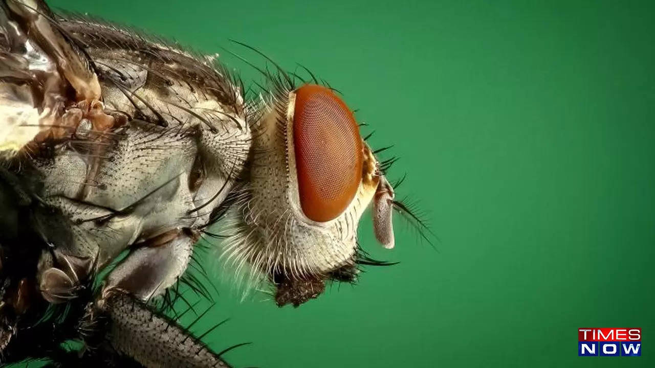 Science fiction to reality - Scientists hack into fly brains to remote control them