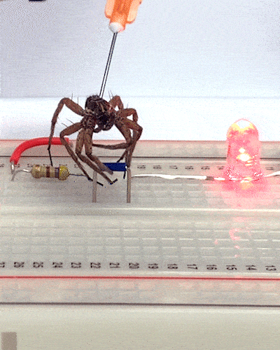 Científicos convierten arañas muertas en robots, esta técnica se llama ‘microbiótica’ [WATCH]