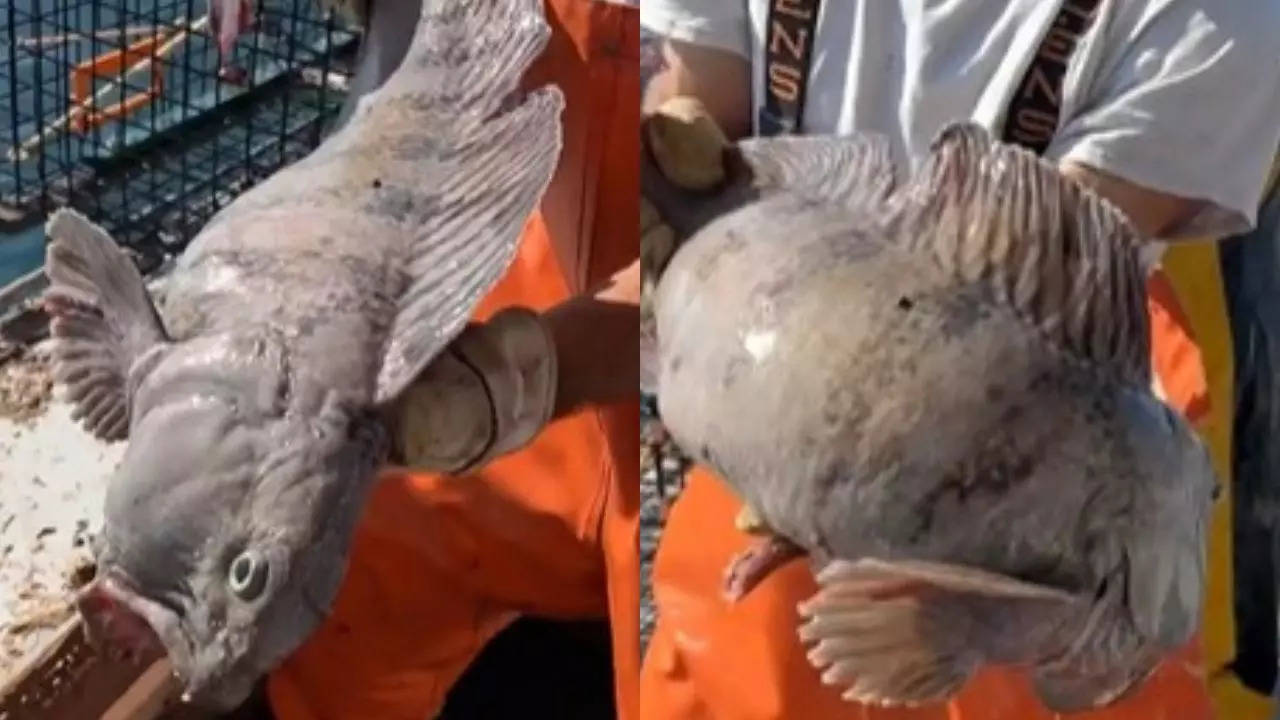 It killed everything in the trap Fisherman catches monstrous wolf fish internet calls it ugly