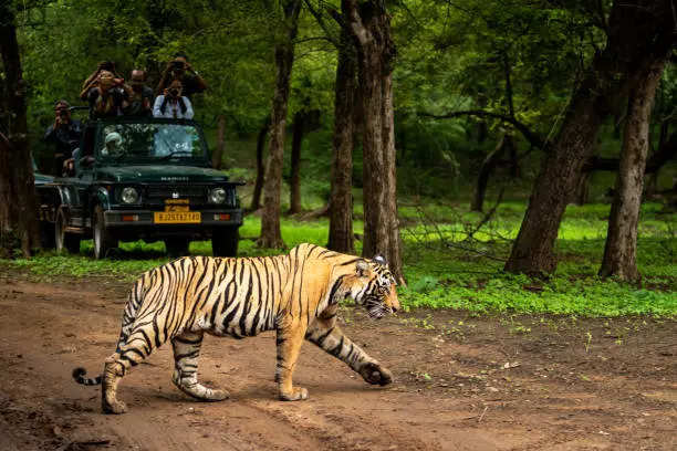 istockphoto-ranthambore tiger