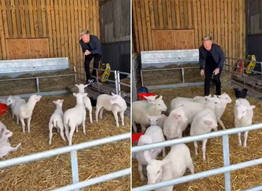 Viral Gordon Ramsays excitedly picks lamb for slaughter clip sparks outrage upsets fans