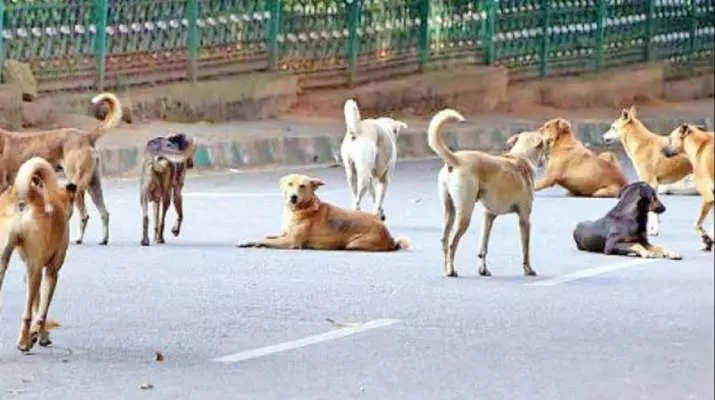 Residents protest as Karnataka Minister Prabhu Chauhan says Bengaluru will  soon be free of stray dogs