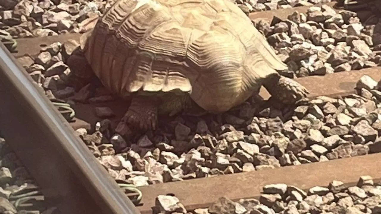 Una tortuga gigante que escapó de un centro de vida silvestre local quedó atrapada en las vías del tren y se retrasó dos horas
