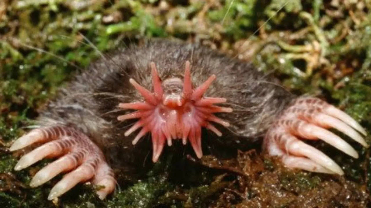 The Star-Nosed Mole is one of earths weird-looking animals- See pictures