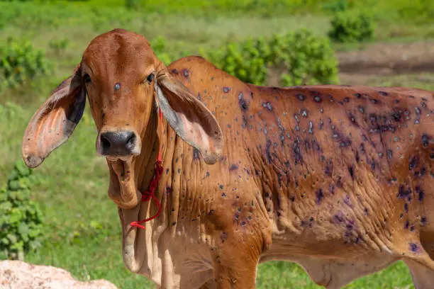 Lumpy virus infects 2 lakh bovines in Rajasthan 50000 litres per day milk production hit in Gujarat