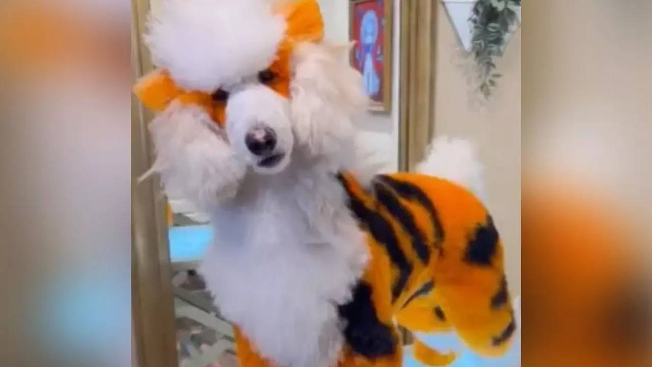 Dog groomer evolves puppy into fire Pokemon Arcanine in viral