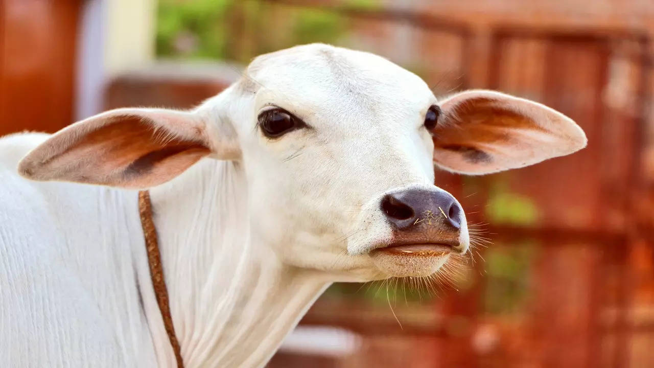 Animal cruelty: Video shows dead cow being dragged using JCB in Madhya  Pradesh's Satna