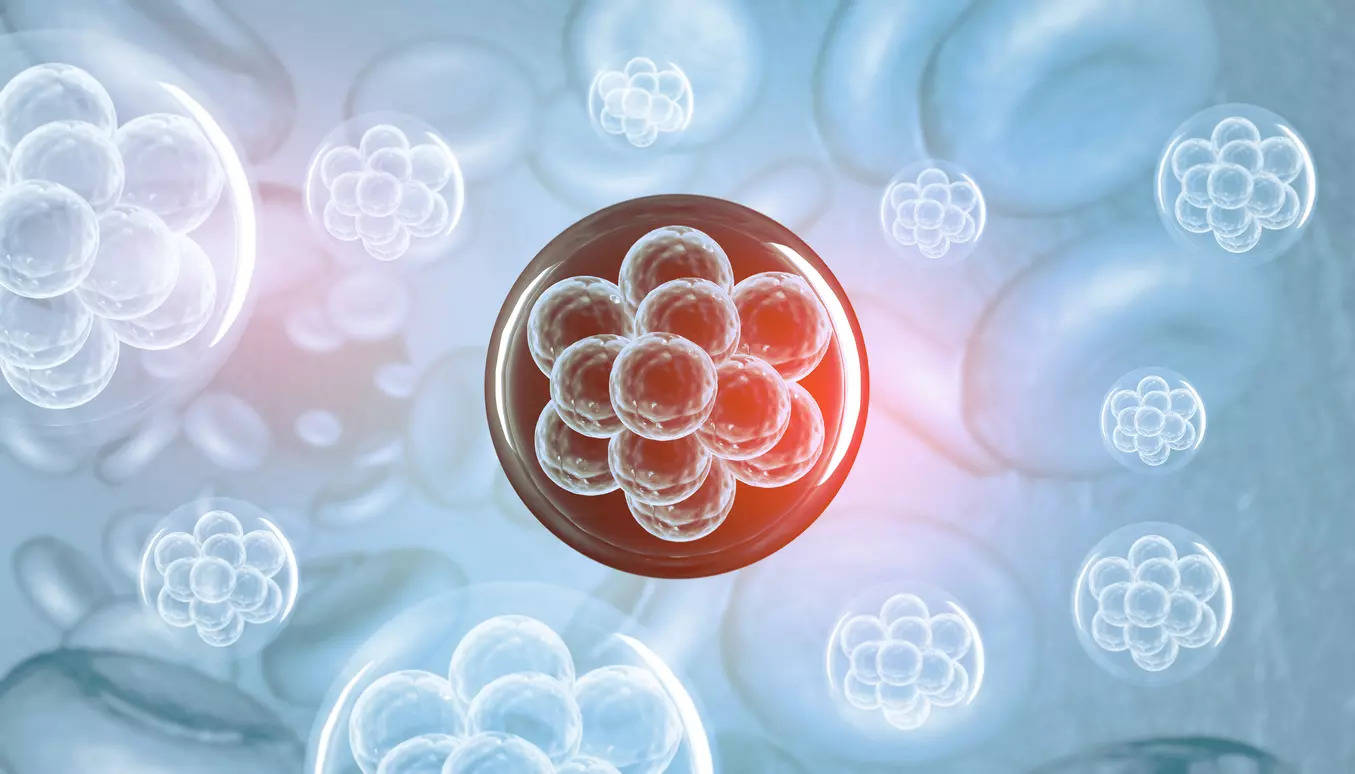 Synthetic embryo