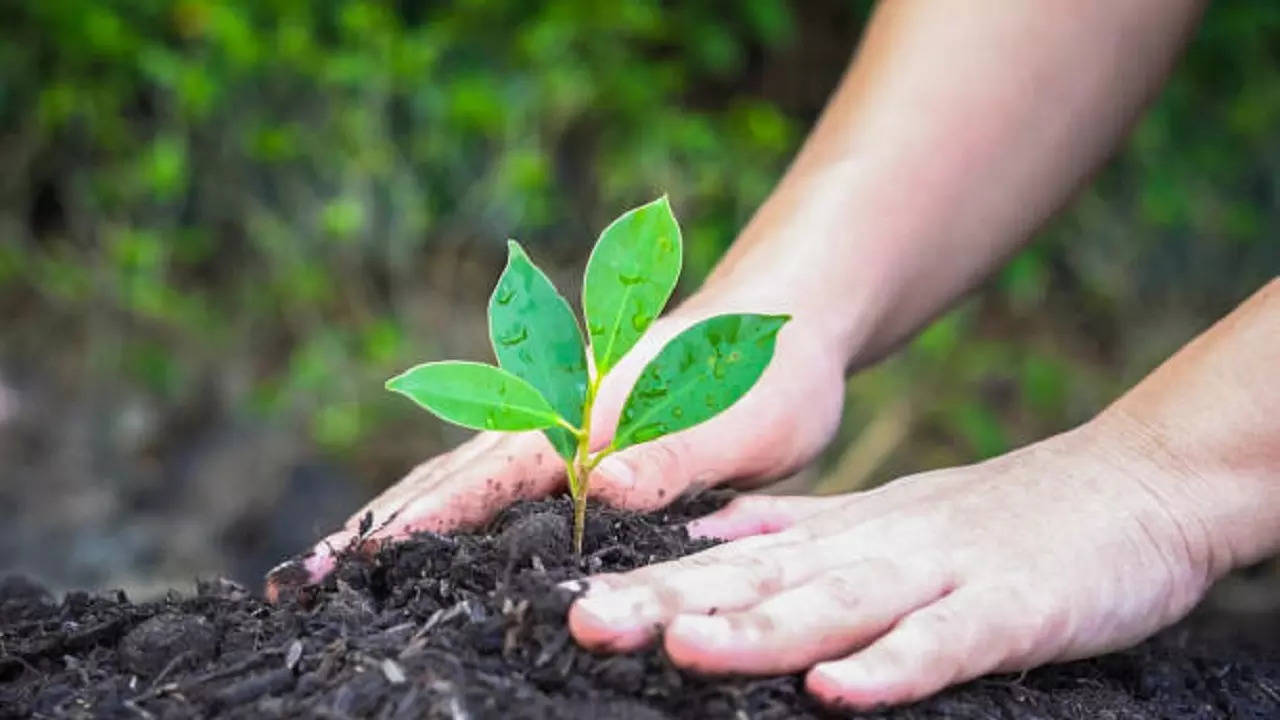 Gwalior court gave 110 bails to accused on condition of tree plantation  over past two months