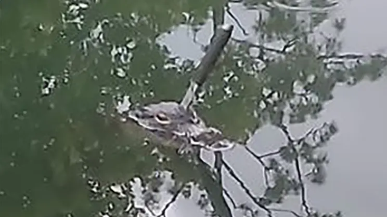 Alligator with knife in head found swimming in Florida pond