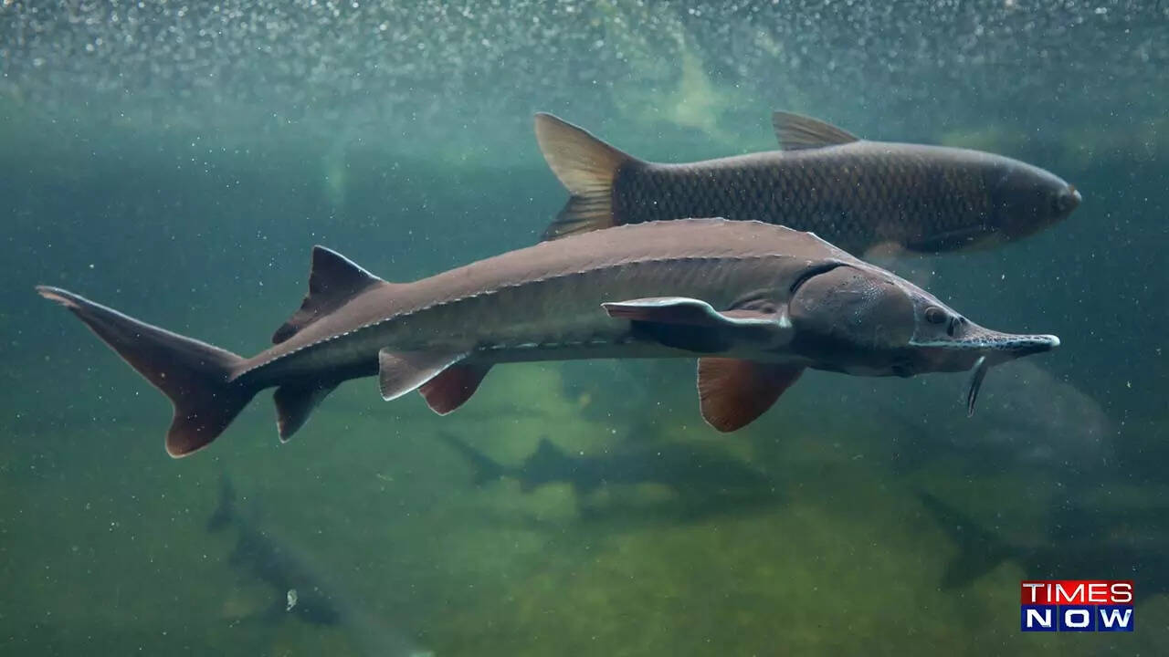 Sturgeon fish