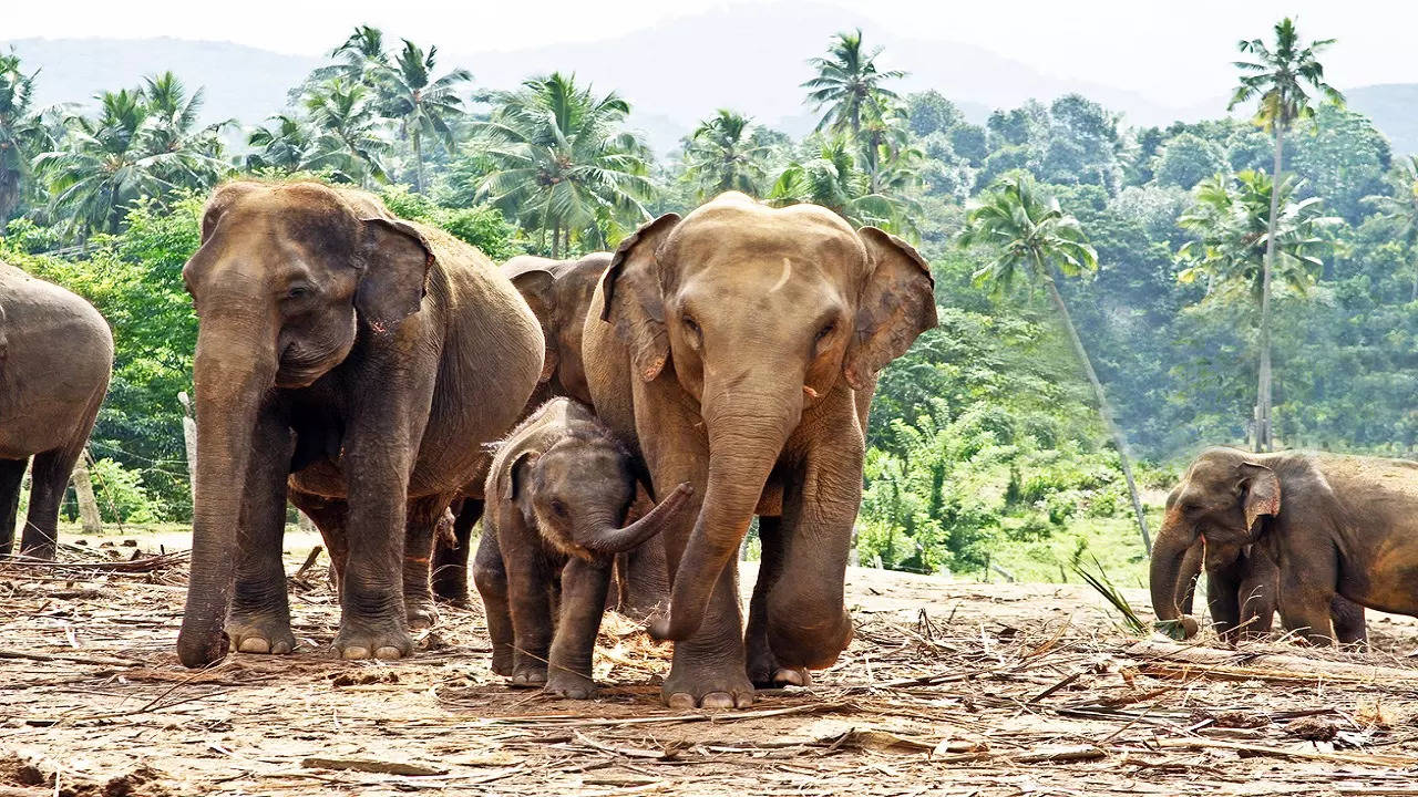 Pasaulinė dramblių diena. Užtikrinti masinę apsaugą naikinant buveines