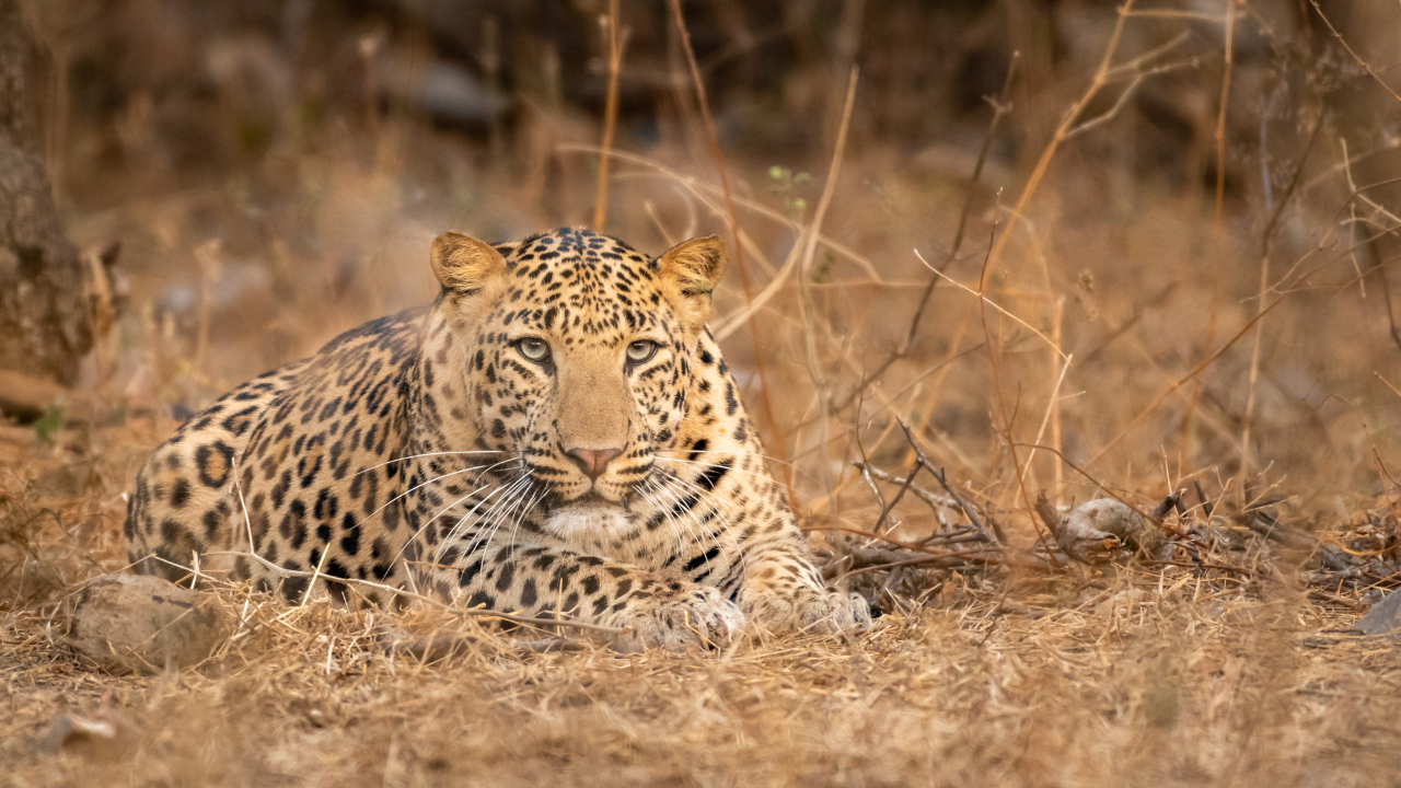 Uttarakhand leopardas pabėga iš Kashipur gyventojų Miškų departamento narve