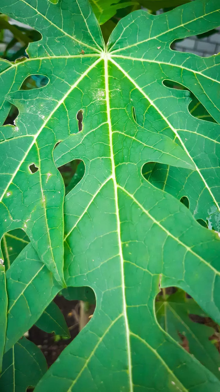 Papaya leaves