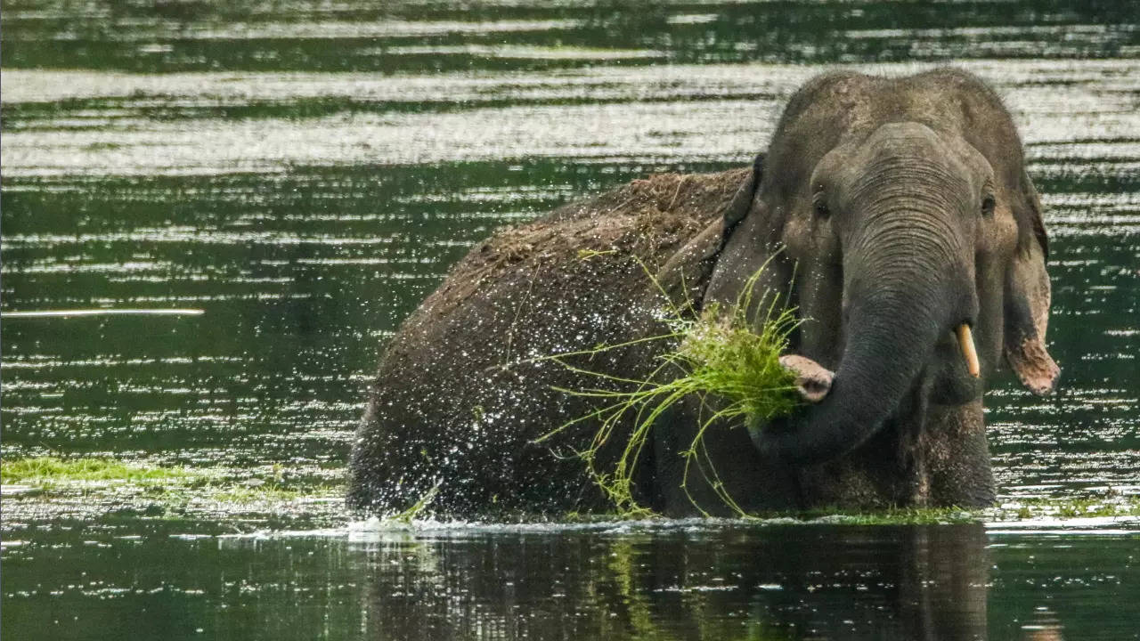 Tamil Nadu miško prižiūrėtojas Koimbatore mirtinai sutrypė laukinis dramblys