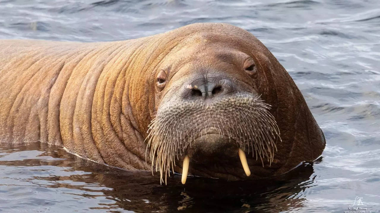 Freya, the walrus that attracted crowds in Oslo fjord killed for being an  'inconvenience': Norway officials
