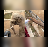 Elephant returns shoe Viral video Elephant returns child's shoe that