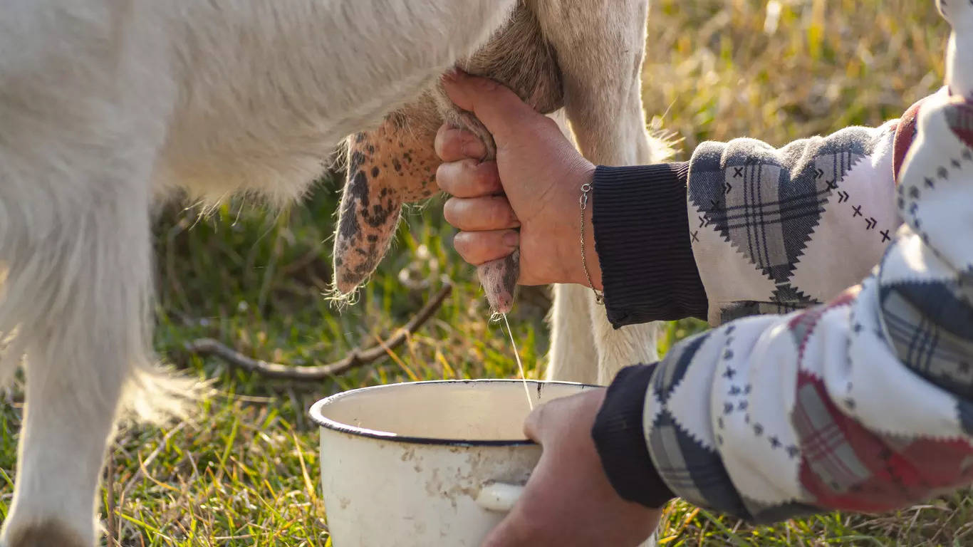 Goat milk 10 reasons why you should drink it