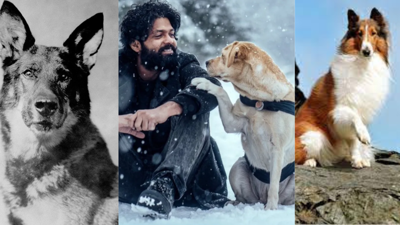 International Dog Day 2022 Meets Entertainment's Most Famous Dogs