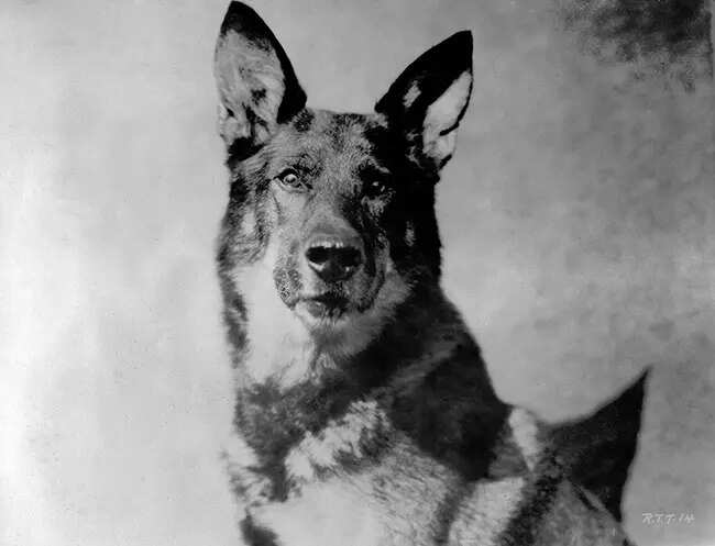 Rin Tin Tin