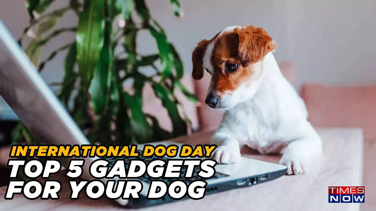 Outils technologiques de la Journée internationale du chien 5 pour vos amis à quatre pattes