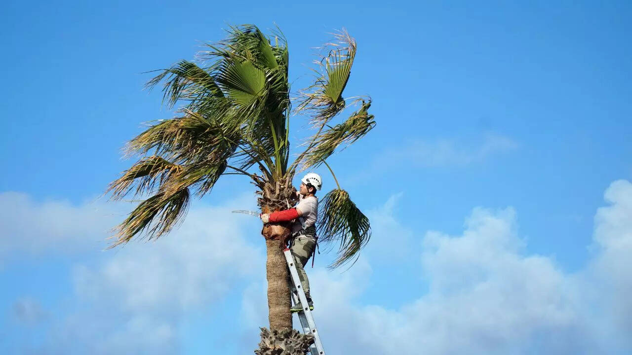 UP man lives on tree for a month to get away from his quarrelling wife