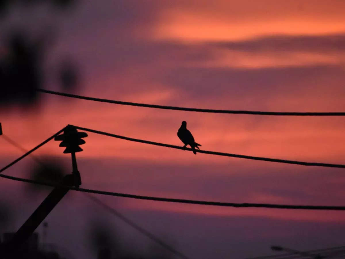 Bird blamed for power outage that left 14000 without electricity in California