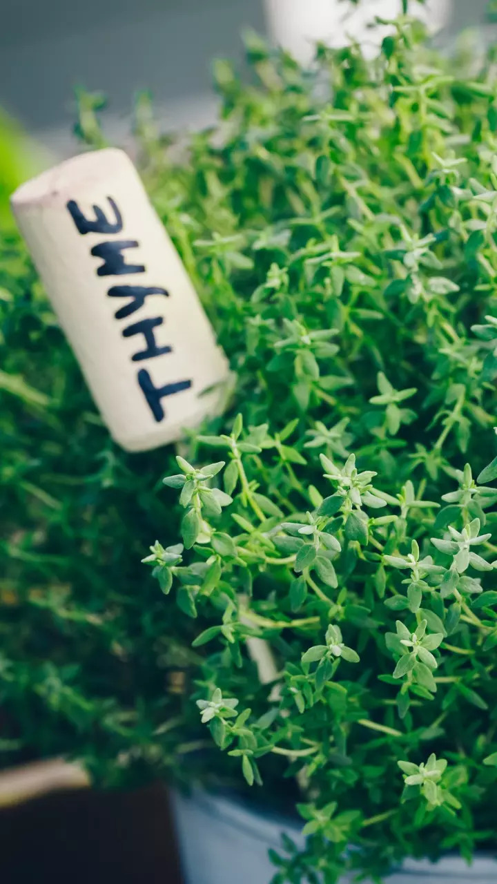 Thyme