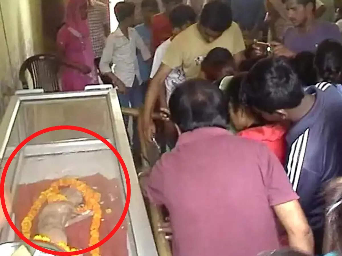 When a UP village convinced cow born with human face was avatar of Lord Vishnu almost built a temple